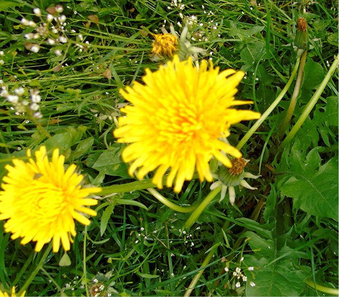 NAR_5_20_warto_wiedziec_POJECIE_SURVIVALU_RATOWNICY_ROSLINY_LECZNICZE_3_MNISZEK_LEKARSKI