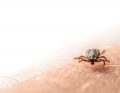 NAR_5_21_wiedza_w_praktyce_Iga_Pawlina_BORELIOZA_iStock-1068327780